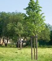 80 mm x 1750 mm Rundpfosten Vollmaterial mit Spitze grau aus Recyclingkunststoff, strukturiert, gemasert, VE: 60 St., Gewicht / Stück: 8,2 kg, Schadstofffrei nach DIN EN 71-3