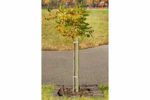 Pflanzstab, vierkant, grün, 3,2x3,2x120cm, VE: 252, Art.-Nr.: 60003