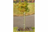 Pflanzstab, vierkant, grün, 3,2x3,2x120cm, VE: 252, Art.-Nr.: 60003