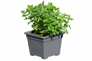 Pflanzkasteneinsatz anthrazit, 32x32x26cm, VE: 18, Art.-Nr.: 61056