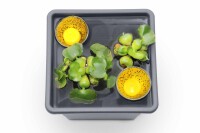 Pflanzkasteneinsatz anthrazit, 32x32x26cm, VE: 18, Art.-Nr.: 61056